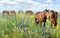 Horses standing eating on meadow grass background