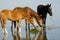 Horses standing in lake