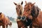 Horses standing next to each other on the beach.