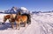 Horses  standing in the snow taking a break after pulling a carriage; in background mountain range of Langkofel Plattkofel