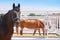 Horses are standing in their paddocks and eating hay