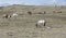 Horses on the Stoney Indian Reserve