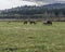 Horses on the Stoney Indian Reserve