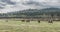 Horses on the Stoney Indian Reserve