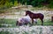 Horses on stony ground walk. Herd of