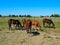 Horses in Stud Farm