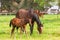 Horses Stud Farm