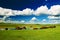 The horses on the summer pasture of Hulunbuir