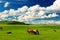 The horses on the summer pasture of Hulunbuir