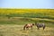 HOrses by Sunflower Field