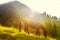 Horses and sunny morning in mountains