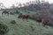 Horses at sunrise on mount Strega, Apennines, Marche, Italy