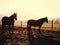 Horses at sunset in the muddy field