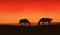 Horses at sunset vector