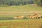 Horses on Suoi Vang riverside, Da Lat city, Lam province, Vietnam