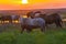 Horses swim across the river at sunset.