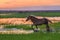 Horses swim across the river at sunset.