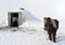 Horses in Switzerland