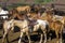 Horses at T Lazy Ranch, Aspen, CO, Maroon Bells
