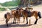 Horses at tethering post