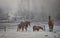 Horses in their corral on a frosty November morning.