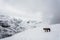 Horses on the Thorong La pass, Nepal.