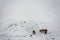 Horses on the Thorong La pass, Nepal.