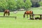 Horses Three Field Outdoors