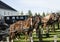 Horses tied to a parking place