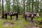 Horses tied to trees in rainy weather.