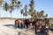 Horses tied up at Macao Beach north of Punta Cana.