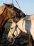Horses Touching Bonding Animals Concept