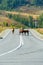 Horses on the track. Horses on the road. Asphalt road to the mountains. Mountain track on Altai