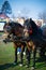 Horses at trade fair