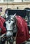 Horses and traditional Fiaker carriage in Vienna, Austria