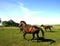 Horses trotting in field