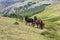 Horses in Truzios mountains