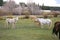 Horses with unusual passengers in Florissant, Colorado