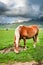 Horses in valley near Castelluccio, Umbria