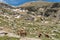 Horses in the valley of Ransol, canillo, Andorra