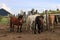 Horses of various colors at the stables in the mountains.