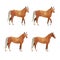 Horses in various poses