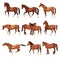 Horses in various poses