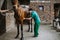 Horses and veterinary job