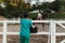 Horses and veterinary job