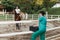 Horses and veterinary job