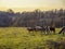 Horses in a village meadow.