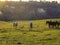 Horses in a village meadow.