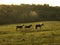 Horses in a village meadow.