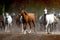 horses on the village road